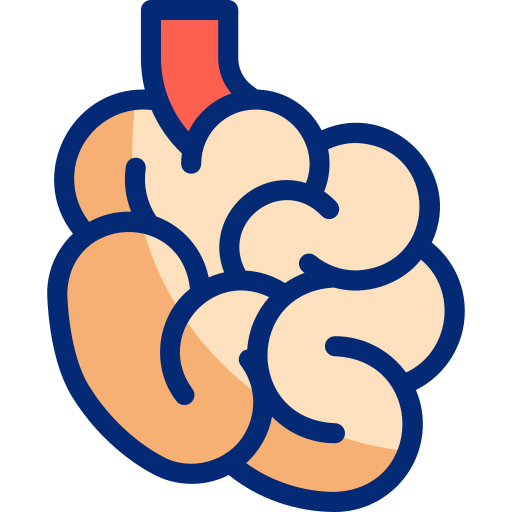 intestino delgado Basic Accent Lineal Color icono