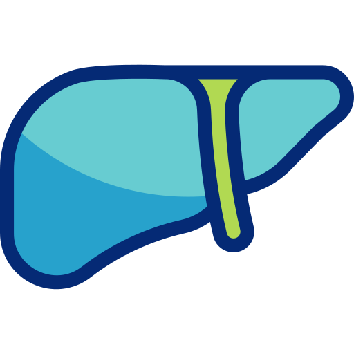 肝臓 Basic Accent Lineal Color icon