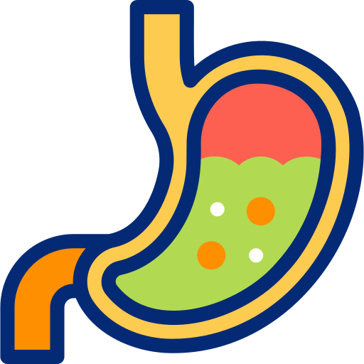 Stomach Basic Accent Lineal Color icon