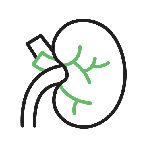 riñón Generic color outline icono