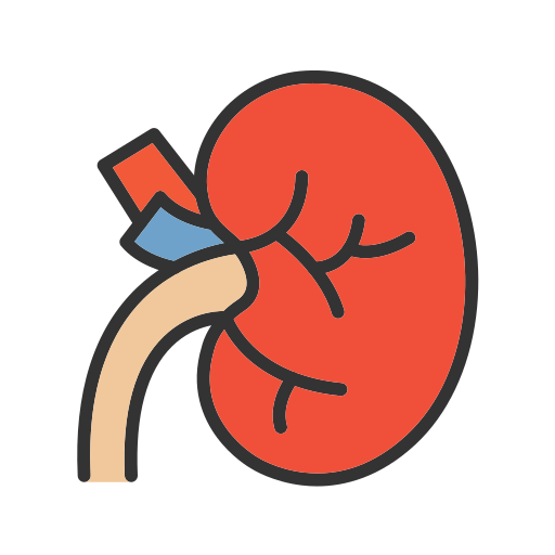 Kidney Generic color lineal-color icon