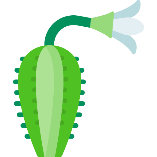 Échinopsis Special Flat Icône