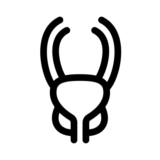 prostata Generic black outline icon