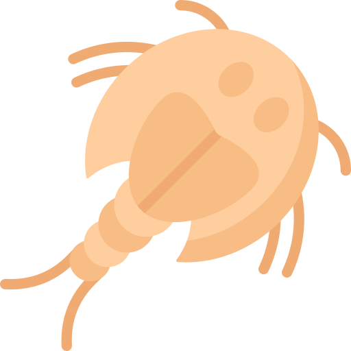 Tadpole shrimp Special Flat icon