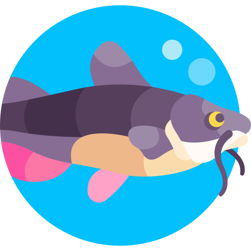 pesce gatto Detailed Flat Circular Flat icona