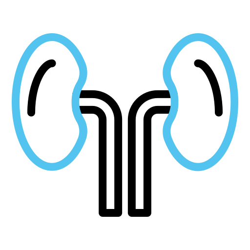 Kidneys Generic color outline icon