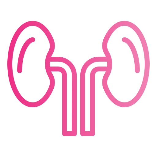 Kidneys Generic gradient outline icon
