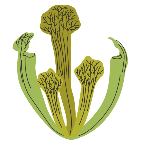 pianta carnivora Generic color fill icona