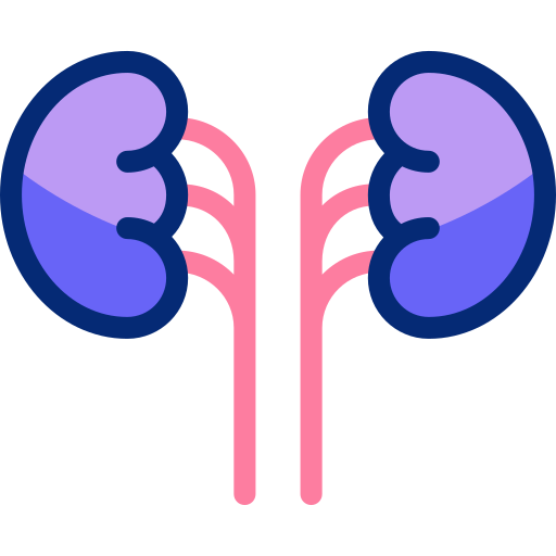 腎臓 Basic Accent Lineal Color icon