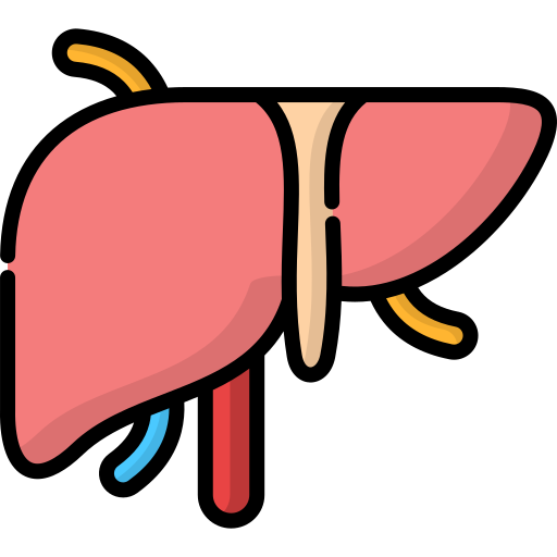 Liver Generic color lineal-color icon