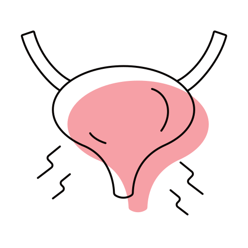 Bladder Generic color lineal-color icon