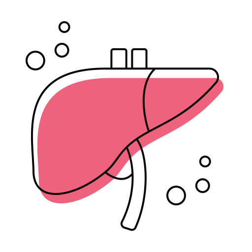 fígado Generic color lineal-color Ícone