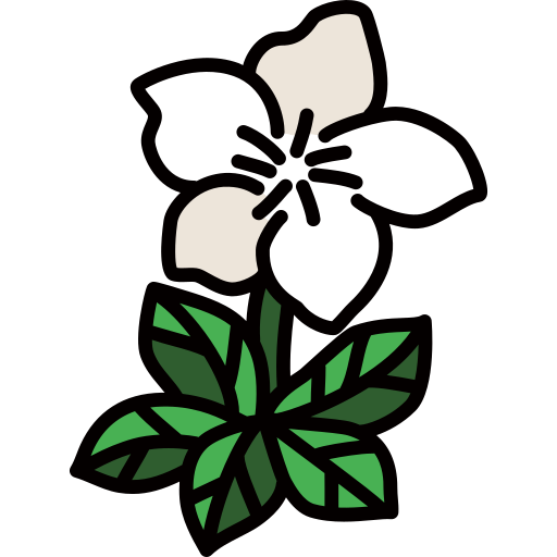 Christmas rose Generic color lineal-color icon