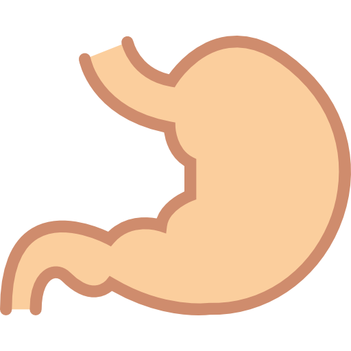 Stomach Basic Miscellany Flat icon