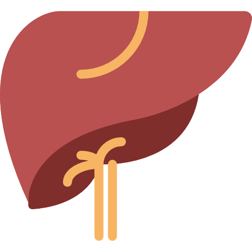 肝臓 Basic Miscellany Flat icon