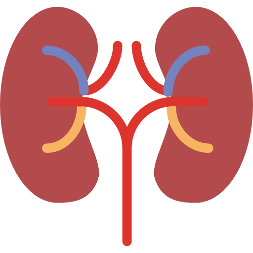 Kidney Basic Miscellany Flat icon