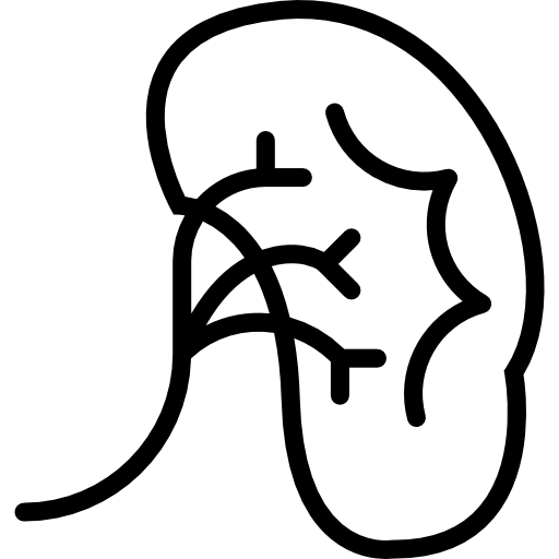 腎臓 Basic Miscellany Lineal icon