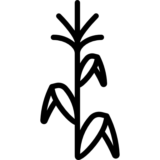 Кукуруза Basic Miscellany Lineal иконка