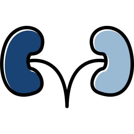 腎臓 Generic color lineal-color icon