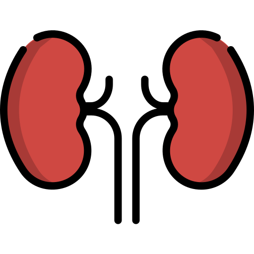 Kidney Special Lineal color icon