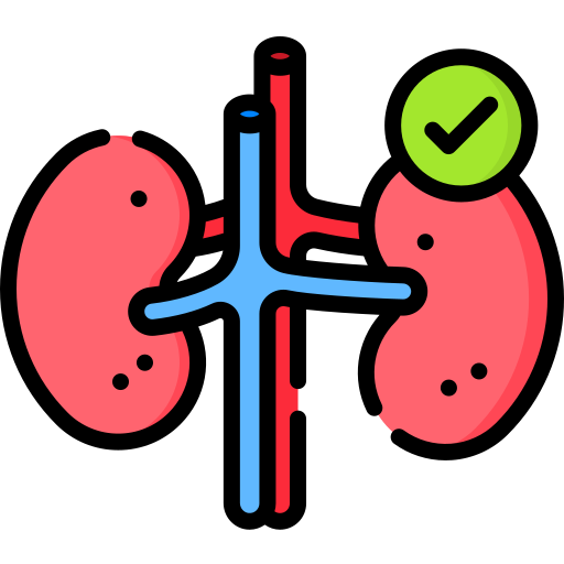 Kidney Special Lineal color icon