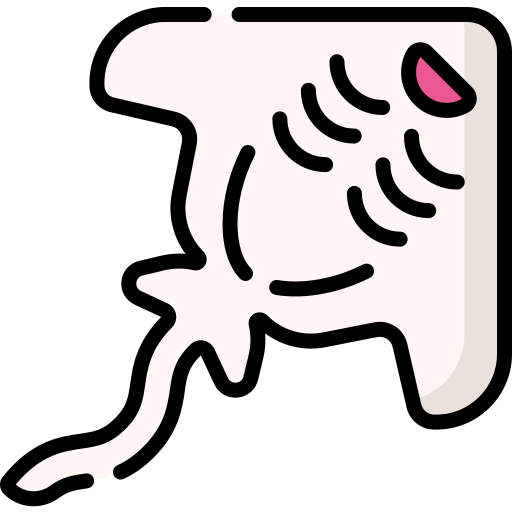 Manta ray Special Lineal color icon
