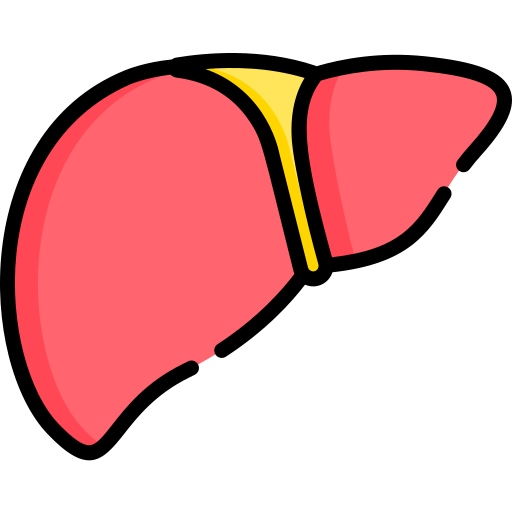 Hígado Special Lineal color icono