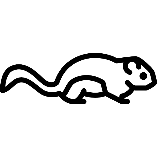 Squirrel Special Lineal icon