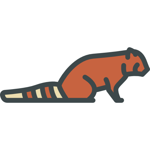 Red panda Special Lineal color icon