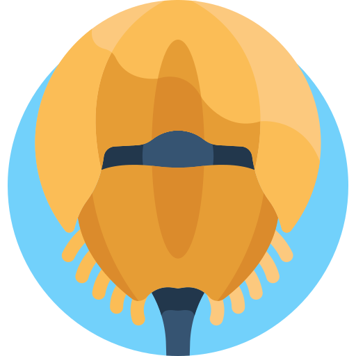 krab podkowy Detailed Flat Circular Flat ikona