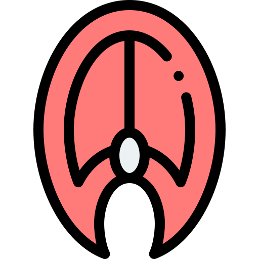 Salmon Detailed Rounded Lineal color icon