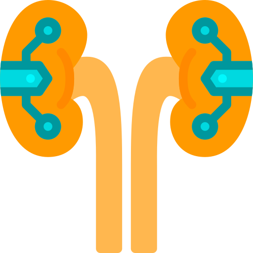 Kidneys Berkahicon Flat icon