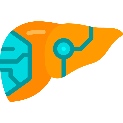 Liver Berkahicon Flat icon