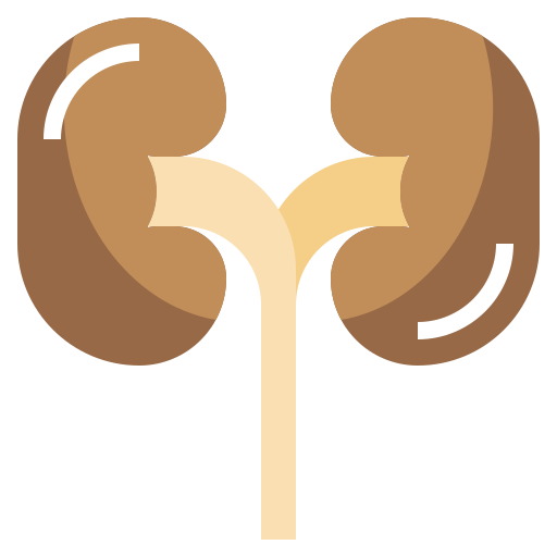 腎臓 Surang Flat icon