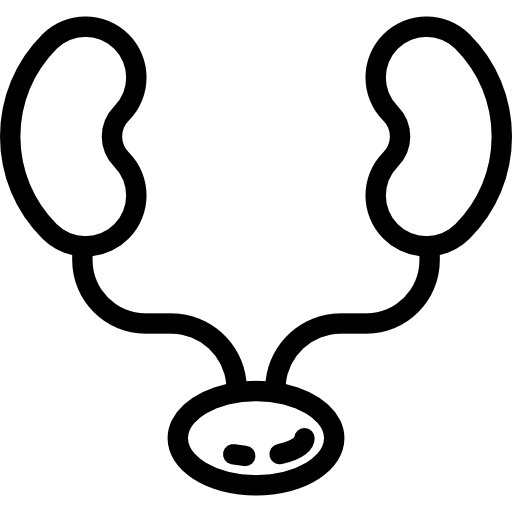 腎臓 Detailed Rounded Lineal icon