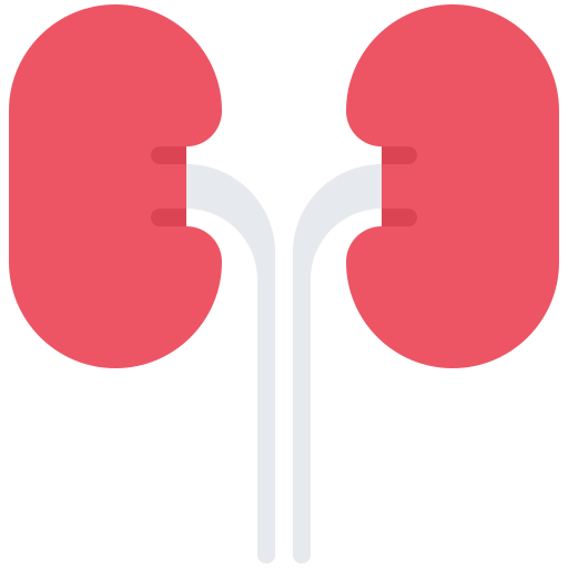 Kidneys Coloring Flat icon