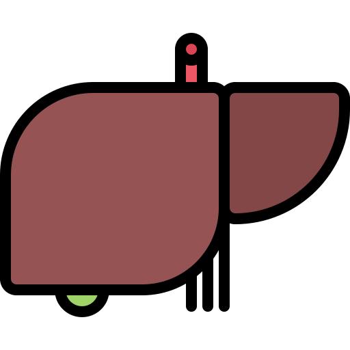 hígado Coloring Color icono