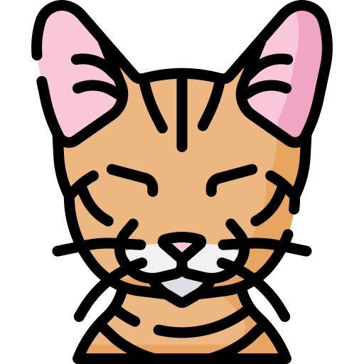 猫 Special Lineal color icon