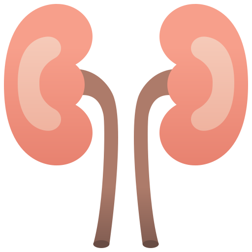 Kidney Amethys Design Flat icon