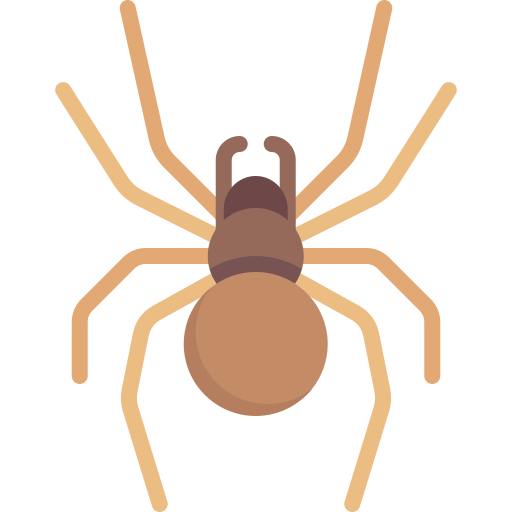 spinne Special Flat icon