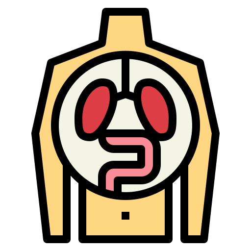 menschliches organ Smalllikeart Lineal Color icon