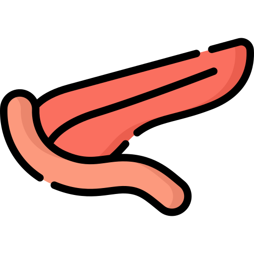 páncreas Special Lineal color icono