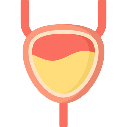 Bladder Special Flat icon