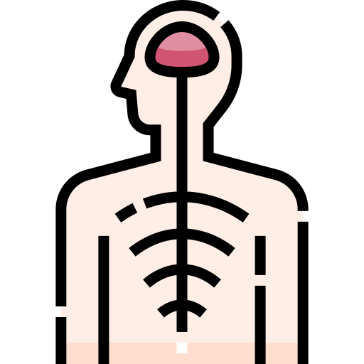 Nervous system Detailed Straight Lineal color icon