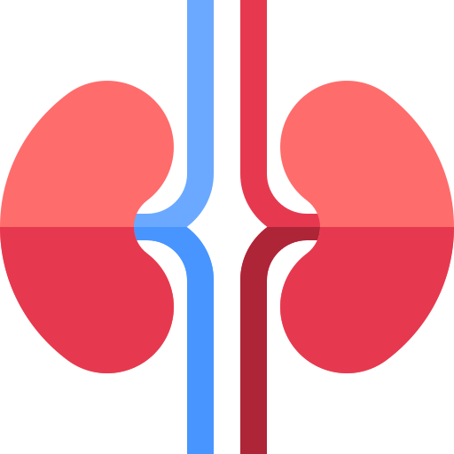 Kidneys Basic Straight Flat icon