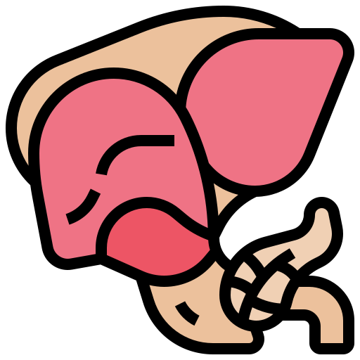 Liver organ Meticulous Lineal Color icon