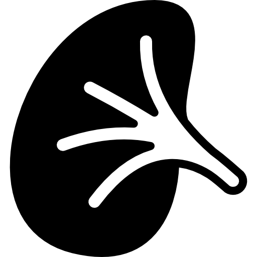 Kidney Roundicons Solid icon