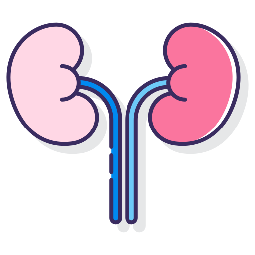 腎臓 Flaticons Lineal Color icon