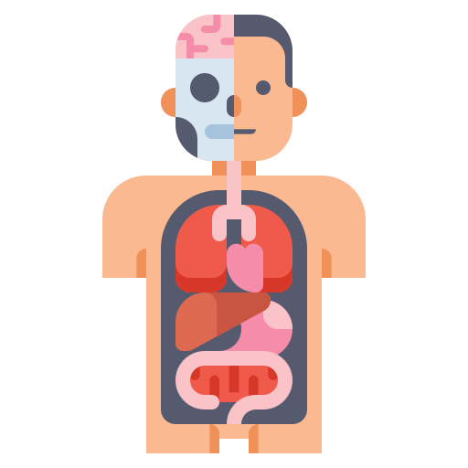 anatomia Flaticons Flat icona