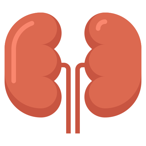 Kidneys Flaticons Flat icon